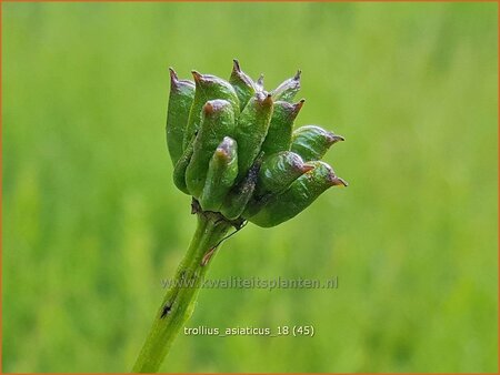 Trollius asiaticus