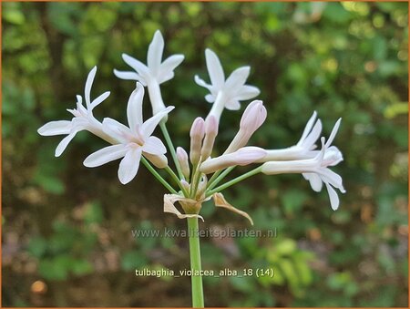 Tulbaghia violacea &#39;Alba&#39;