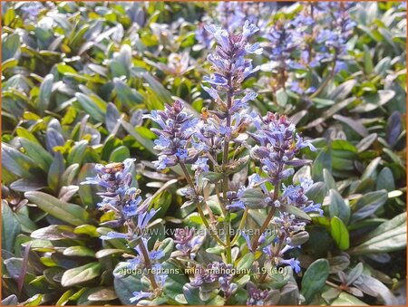 Ajuga reptans &#39;Mini Mahogany&#39;