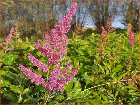 Astilbe 'Anita Pfeifer'