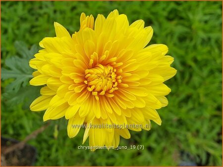 Chrysanthemum &#39;Juno&#39;