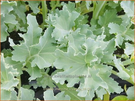 Crambe maritima &#39;Lilywhite&#39;