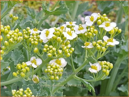 Crambe maritima &#39;Lilywhite&#39;