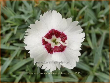 Dianthus gratianopolitanus &#39;Starry Eyes&#39;