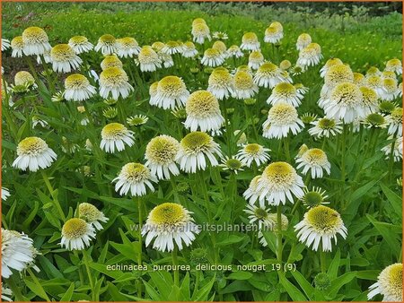 Echinacea purpurea &#39;Delicious Nougat&#39;