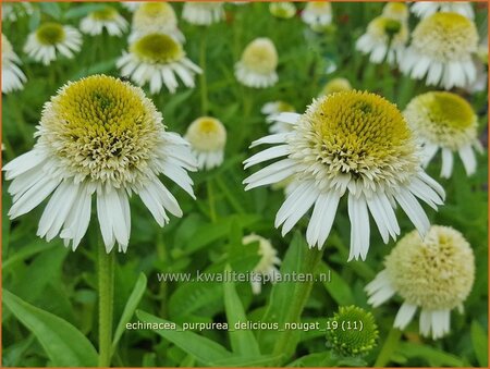 Echinacea purpurea &#39;Delicious Nougat&#39;