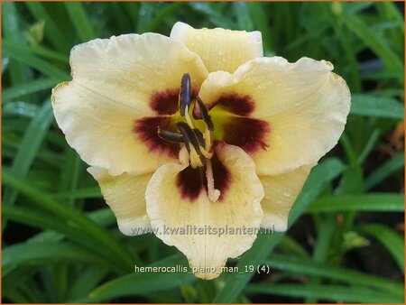 Hemerocallis &#39;Piano Man&#39;