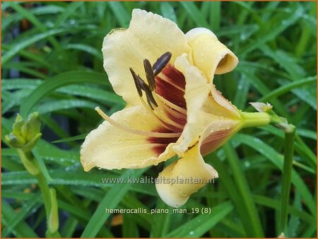 Hemerocallis &#39;Piano Man&#39;