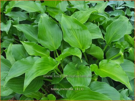 Hosta &#39;Invincible&#39;