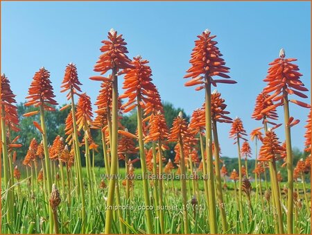 Kniphofia &#39;Poco Sunset&#39;