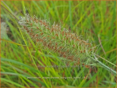 Pennisetum alopecuroides &#39;Burgundy Bunny&#39;