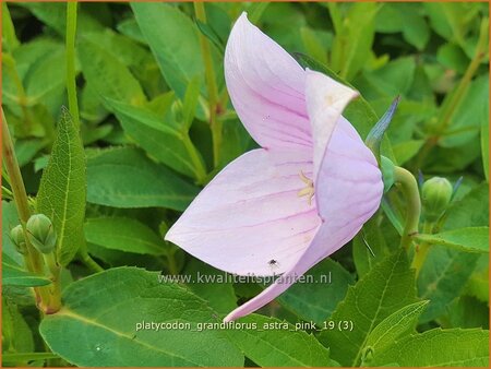 Platycodon grandiflorus 'Astra Pink'