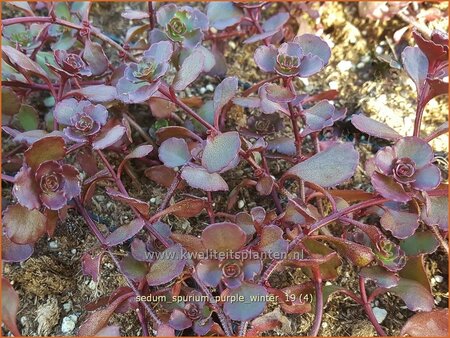 Sedum spurium &#39;Purple Winter&#39;