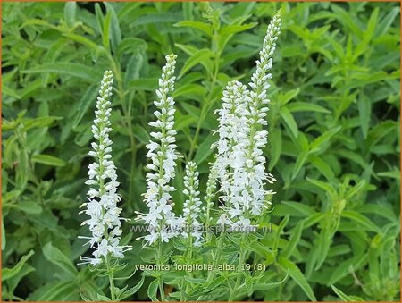 Veronica longifolia &#39;Alba&#39;