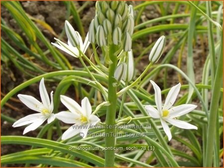 Ornithogalum ponticum 'Sochi'