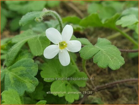 Ellisiophyllum pinnatum