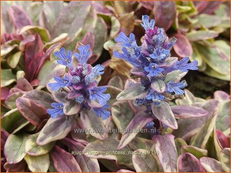 Ajuga tenorii &#39;Princess Nadia&#39;