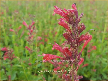 Agastache 'Kudos Red'