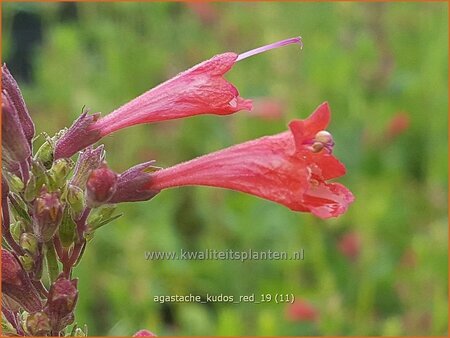 Agastache 'Kudos Red'