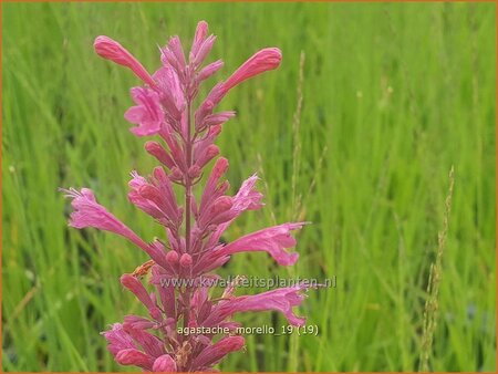 Agastache 'Morello'