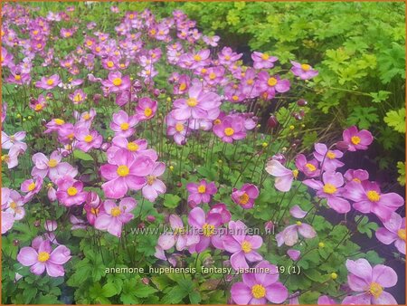 Anemone hupehensis &#39;Fantasy Jasmine&#39;