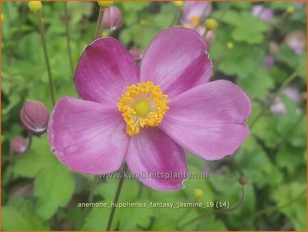 Anemone hupehensis &#39;Fantasy Jasmine&#39;