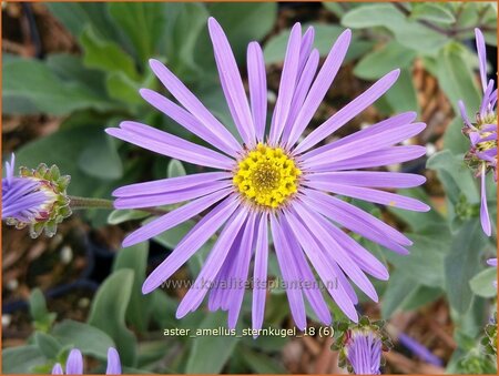 Aster amellus 'Sternkugel'