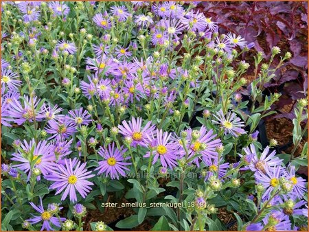 Aster amellus 'Sternkugel'