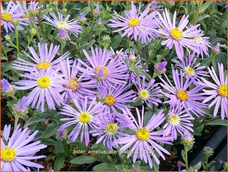 Aster amellus 'Sternkugel'
