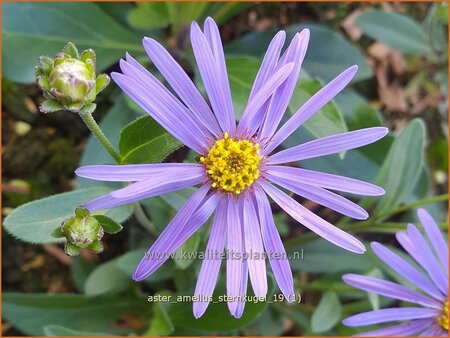 Aster amellus 'Sternkugel'