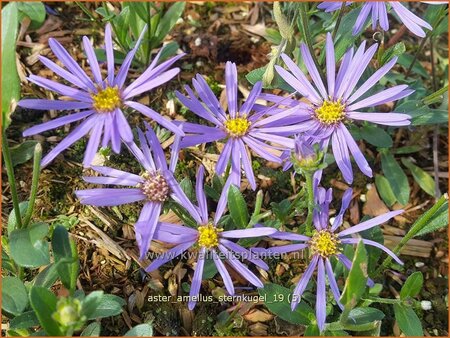 Aster amellus 'Sternkugel'