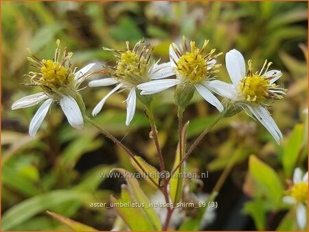 Aster umbellatus &#39;Weisser Schirm&#39;