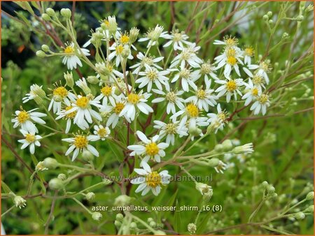 Aster umbellatus &#39;Weisser Schirm&#39;