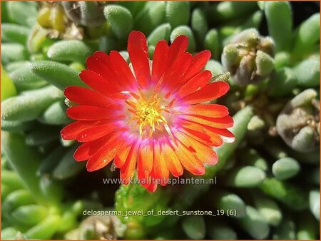 Delosperma 'Jewel of Desert Sunstone'
