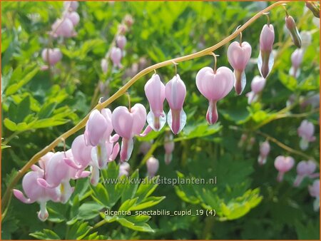 Dicentra spectabilis &#39;Cupid&#39;