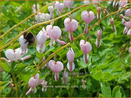 Dicentra spectabilis &#39;Cupid&#39;