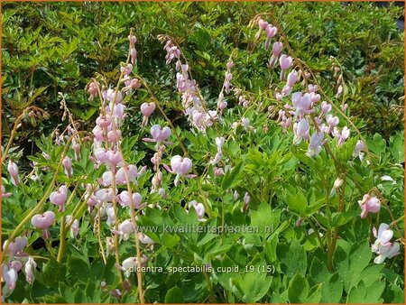 Dicentra spectabilis &#39;Cupid&#39;