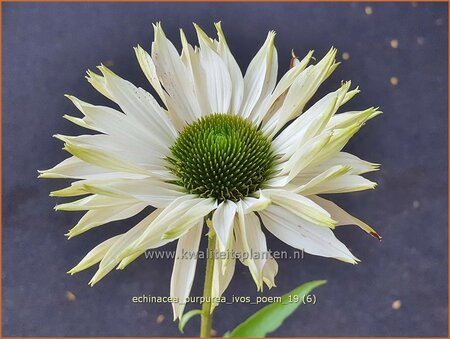 Echinacea purpurea &#39;JS Ivo&#39;s Poem&#39;