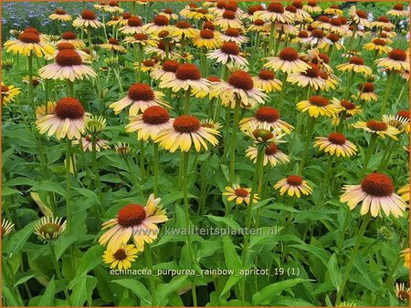 Echinacea purpurea &#39;Rainbow Apricot&#39;