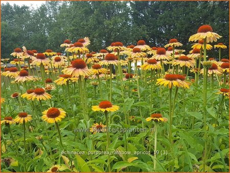 Echinacea purpurea &#39;Rainbow Apricot&#39;