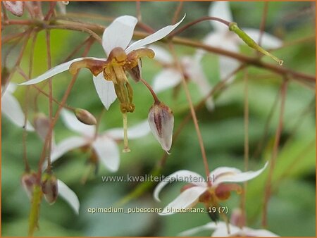 Epimedium pubescens &#39;Blütentanz&#39;