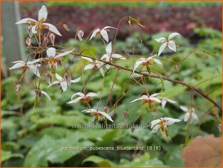 Epimedium pubescens &#39;Blütentanz&#39;