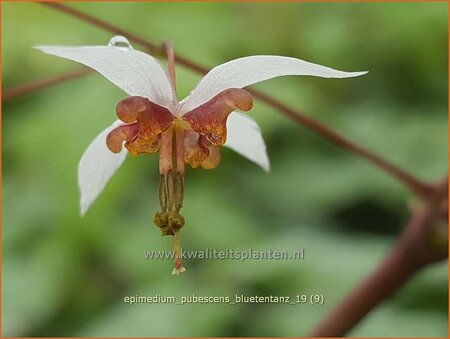 Epimedium pubescens &#39;Blütentanz&#39;