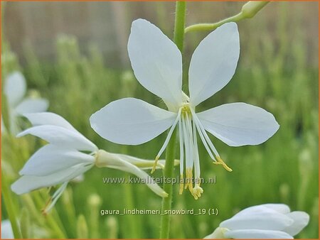 Gaura lindheimeri 'Snowbird'