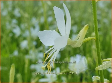 Gaura lindheimeri 'Snowbird'