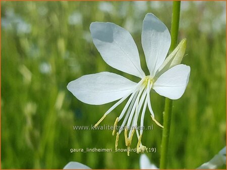 Gaura lindheimeri 'Snowbird'