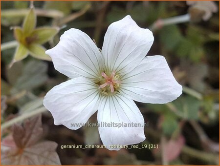 Geranium &#39;Rothbury Red&#39;