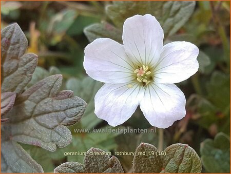 Geranium &#39;Rothbury Red&#39;