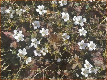 Geranium &#39;Rothbury Red&#39;