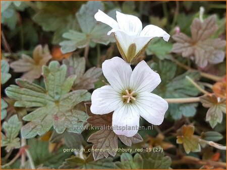 Geranium &#39;Rothbury Red&#39;